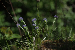 Globularia