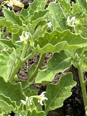 Solanum retroflexum