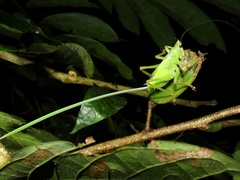 Copiphora brevirostris