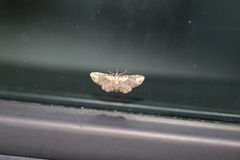 Pasiphilodes testulata