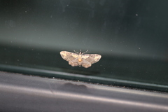 Pasiphilodes testulata