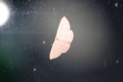 Cyclophora