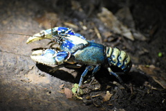 Euastacus sulcatus