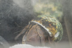 Coenobita brevimanus