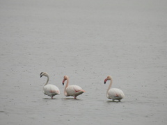 Phoenicopterus roseus
