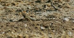 Agama aculeata