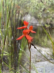 Disa cardinalis