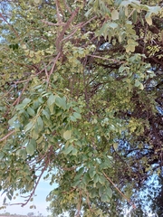 Sclerocarya birrea