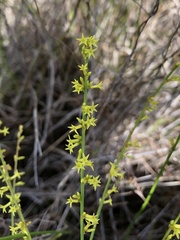 Stackhousia viminea