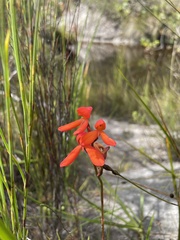 Disa cardinalis