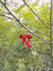 Sesbania grandiflora