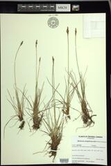 Carex simpliciuscula