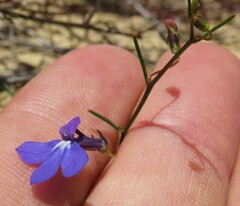 Lobelia setacea