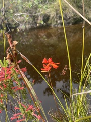 Disa cardinalis