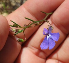 Lobelia setacea