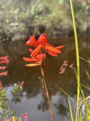 Disa cardinalis