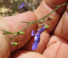 Lobelia setacea