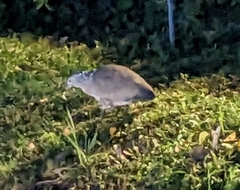 Gorsachius melanolophus