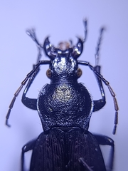 Carabus
