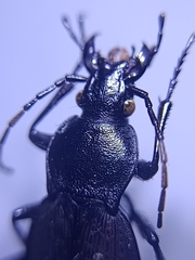 Carabus
