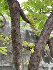 Phyllanthus acidus