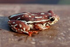 Hyperolius parallelus