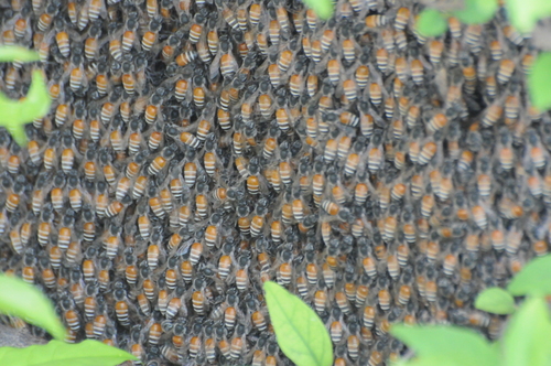 Red Dwarf Honey Bee photo 2