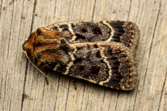 Proteuxoa sanguinipuncta