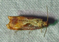 Episimus tyrius