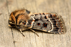 Proteuxoa sanguinipuncta