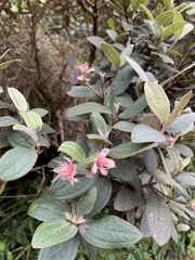 Rhodomyrtus tomentosa
