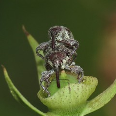 Anthonomus grandis thurberiae