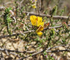 Aspalathus divaricata