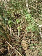 Euphorbia falcata