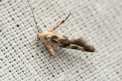 Stathmopoda melanochra