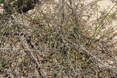 Aspalathus divaricata