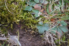 Potentilla canadensis