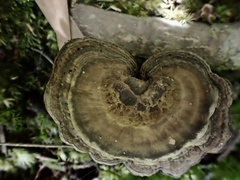 Sanguinoderma rugosum