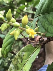 Chrysobalanaceae