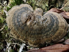 Sanguinoderma rugosum