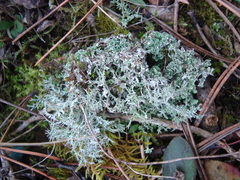 Cladonia squamosa