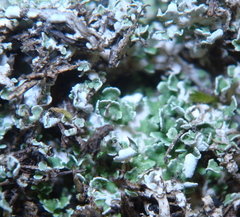 Cladonia squamosa
