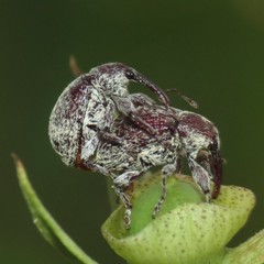 Anthonomus grandis thurberiae