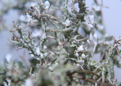 Cladonia squamosa