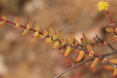 Crassula subaphylla
