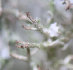 Cladonia squamosa