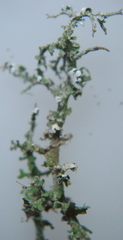 Cladonia squamosa
