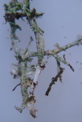 Cladonia squamosa