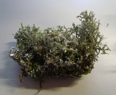 Cladonia squamosa