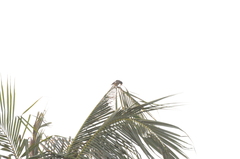 Acridotheres tristis